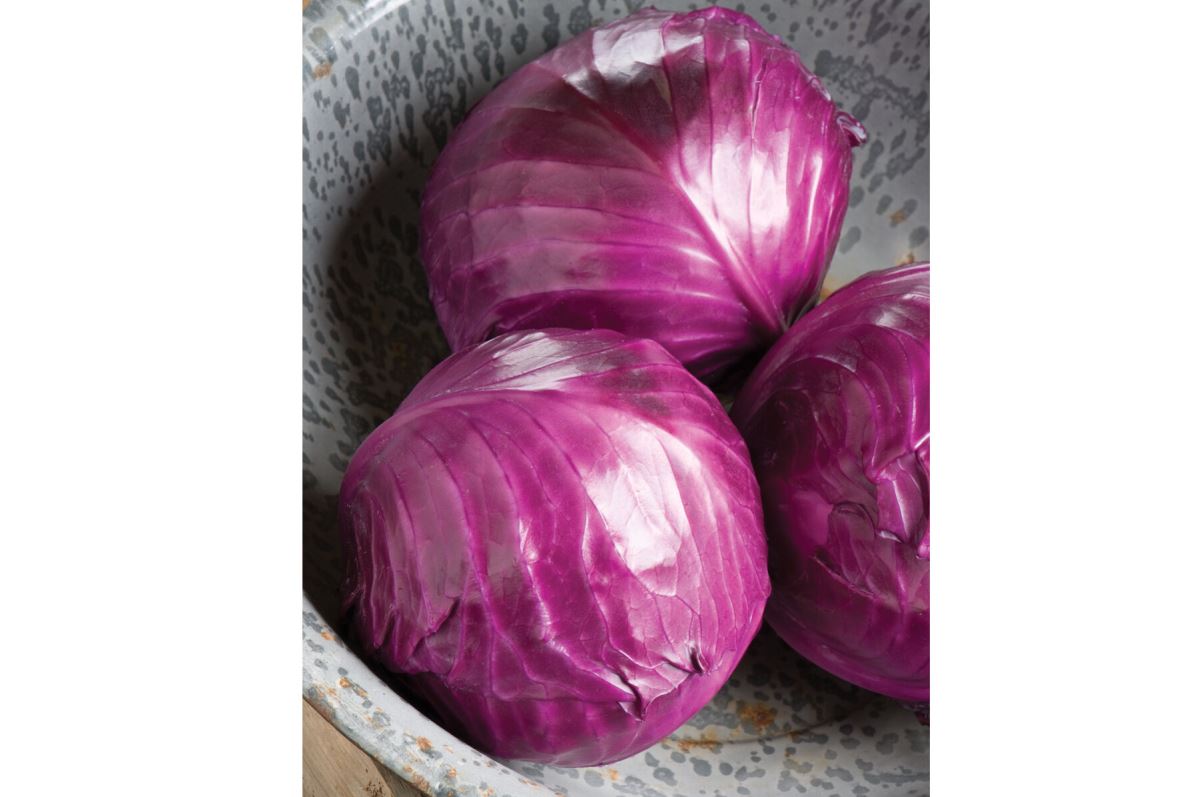 Ruby Perfection – Cabbage Seed